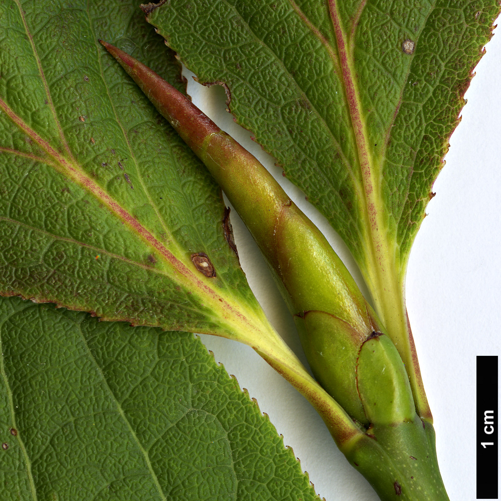 High resolution image: Family: Celastraceae - Genus: Euonymus - Taxon: sachalinensis HORT